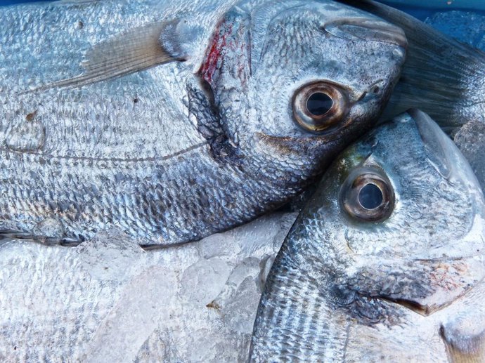 [Comunicacionumu] Investigadores De La Umu Utilizan Un Novedoso Procedimiento Para Detectar La Grasa En El Pescado