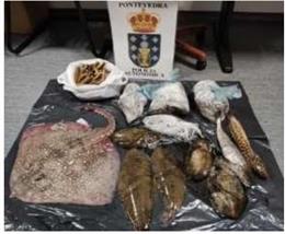 Productos del mar incautados por la Policía Autonómica en Cangas (Pontevedra) por incumplir la normativa sobre trazabilidad.