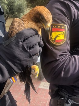 Águila calzada rescatada en la barriada La Palmilla
