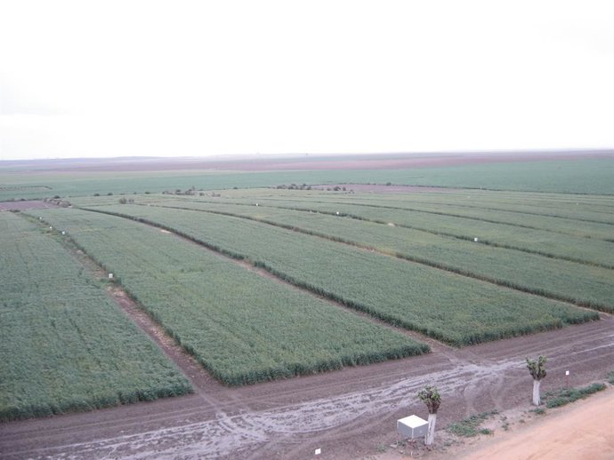 Ensayo de no laboreo.