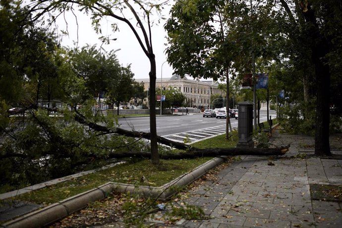 Árboles caídos en el Paseo de la Castellana por el fuerte viento. 