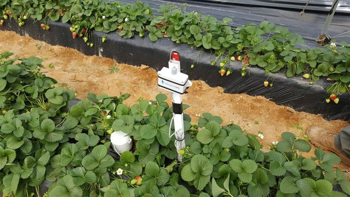 Riego en un campo de fresas.