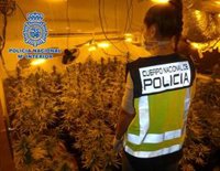 Desmantelada una plantación de marihuana en Motril (Granada) con más de 100 plantas en un pequeño piso