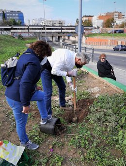 Plantación ciudadana en la calle Alfonso Lasso de la Vega