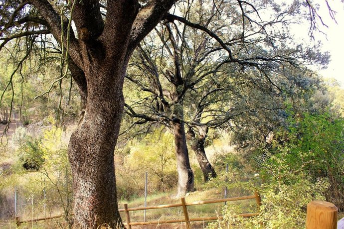 Bosque de Valdenazar, Yebes (Guadalajara).