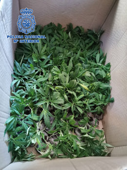 Caja con marihuana intervenida
