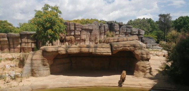 El nou espai de la Sabana del Sahel per als lleons del Zoo de Barcelona.