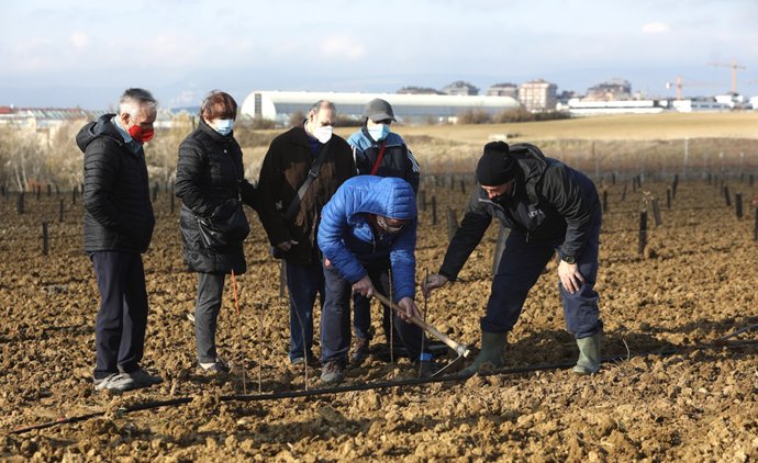 Uno de los momentos de la plantación de manzanos.