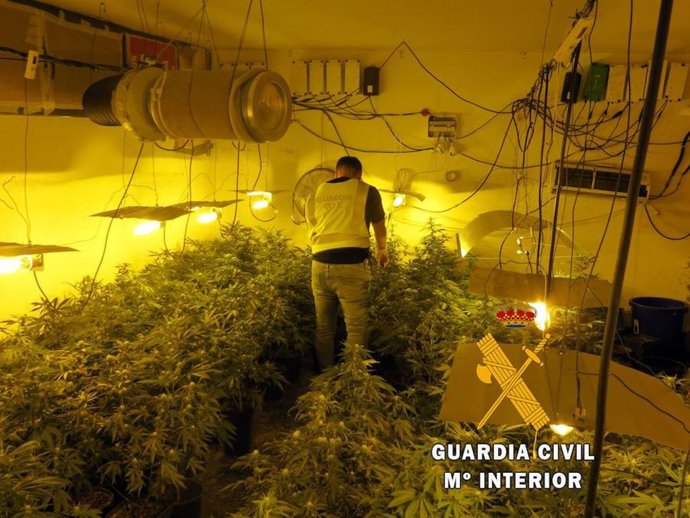 Cultivo intervenido en Roquetas