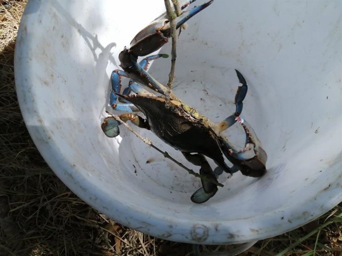 Cangrejo azul (Callinectes sapidus).
