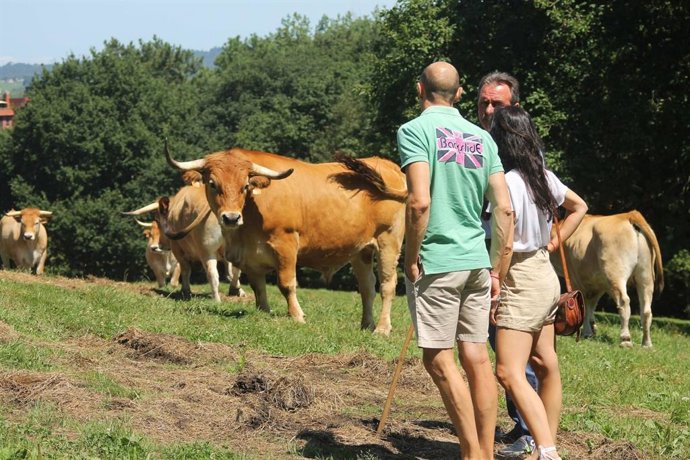    La ganadería Cabrero, en el centro de Asturias.