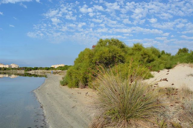 Fotografías de los arenales sobre los que se desarrollará la actuación experimental de ANSE para control de acacias y otra vegetación exótica invasora en la Caleta del Estacio