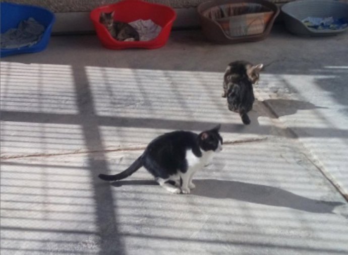 Gatos en el centro de animales de Benimmet en imagen de archivo