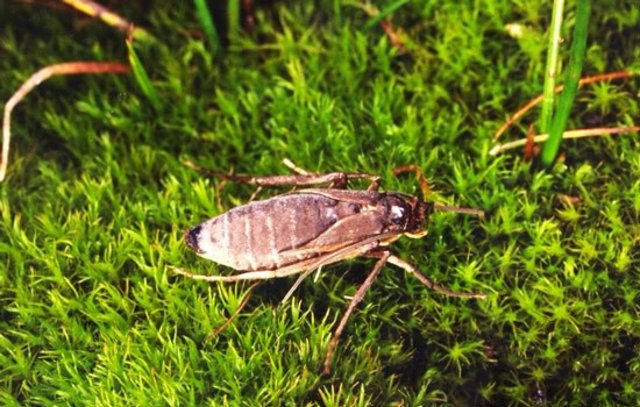 Una polilla no voladora, relacionada con las polillas de la ropa, de la isla subantártica Marion en el Océano Austral. Las islas subantárticas tienen una prevalencia inusualmente alta de insectos no voladores.