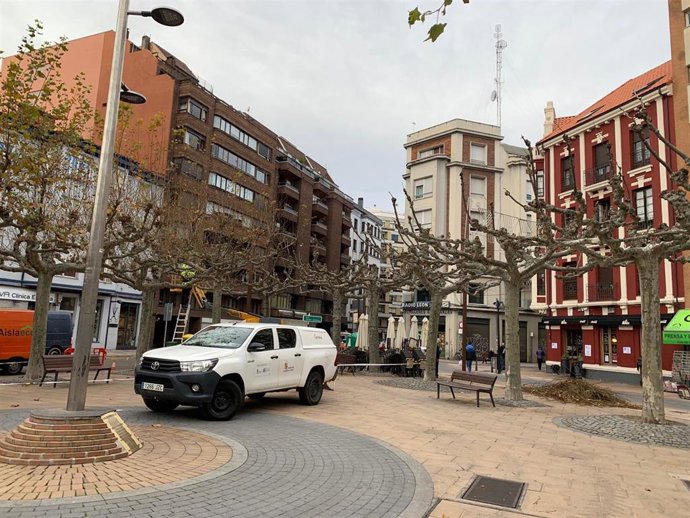 Trabajos de poda que se están desarrollando en la ciudad de León.