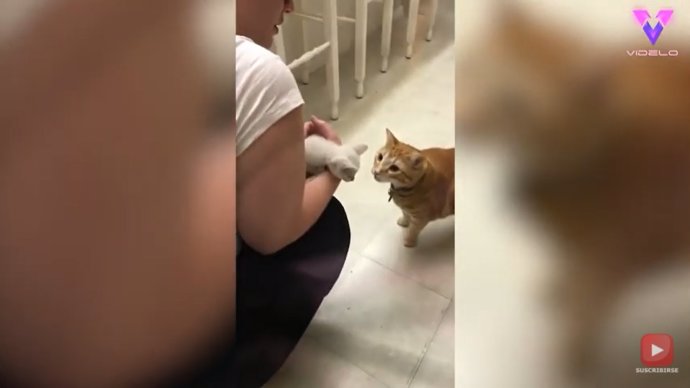 Registran en vídeo la primera vez que un gato conoce a un gatito y sorprende por su reacción