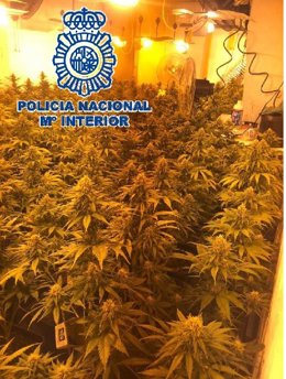 Nota De Prensa "La Policía Nacional Desmantela Tres Plantaciones De Cannabis Sativa En Tres Viviendas De La Barriada De Los Asperones"