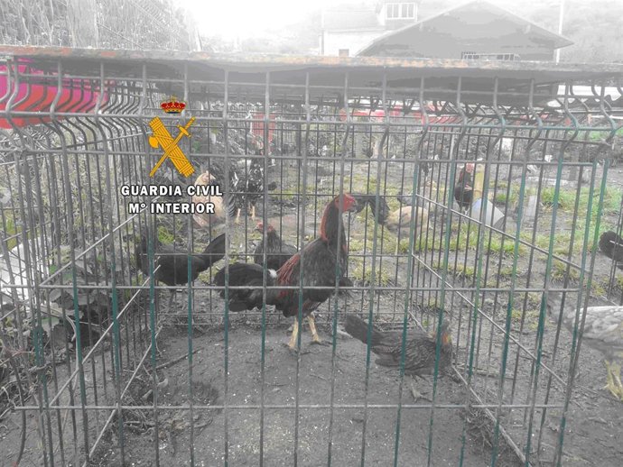Gallos de pelea en Tudela Veguín.