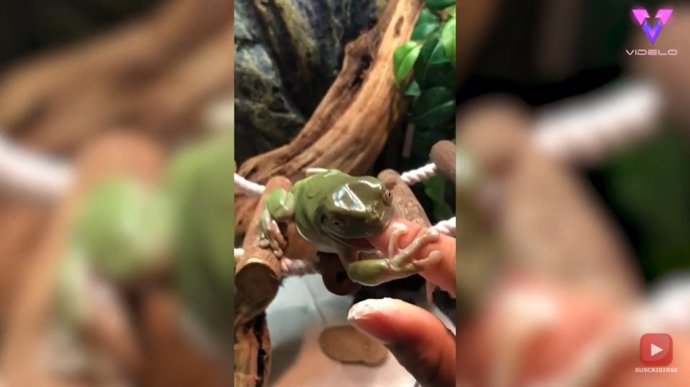 Esta rana de árbol blanca ataca el dedo de su dueña mientas le da de comer