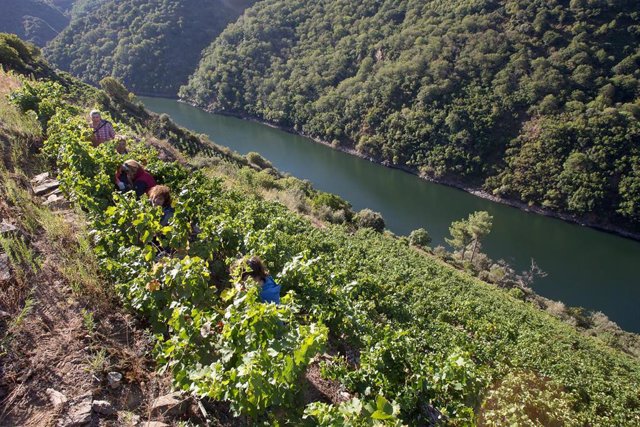 Varios vendimiadores recogen racimos de uvas en el viñedo de la Bodega Algueira de la D.O. Ribeira Sacra de Lugo durante la temporada 2020