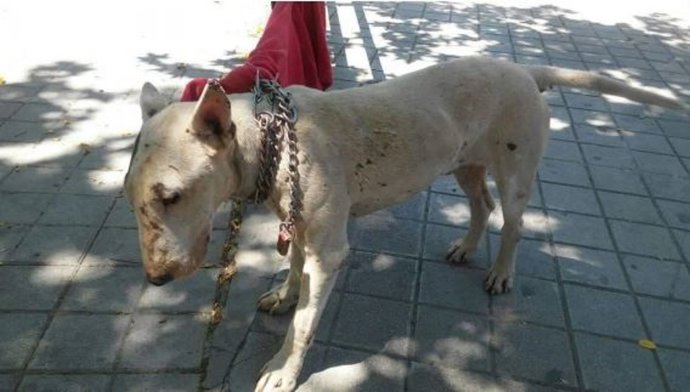 Perro abandonado atado en una calle de Granada