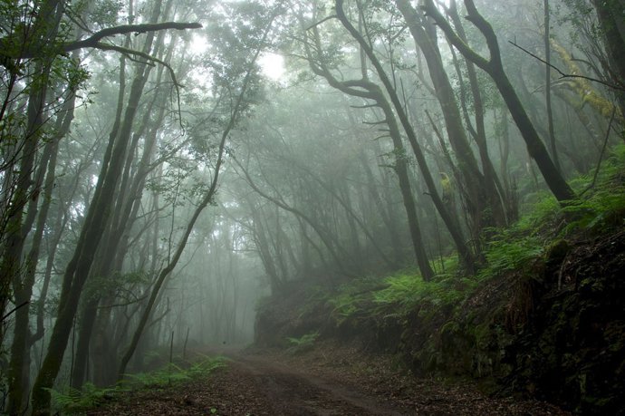 Parque Nacional de Garajonay