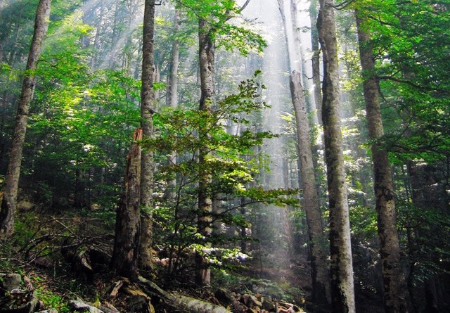 Bosque primario en Montenegro