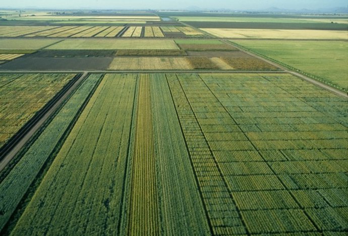 Uno de los campos de trigo del Centro Internacional de Mejoramiento de Maíz y Trigo