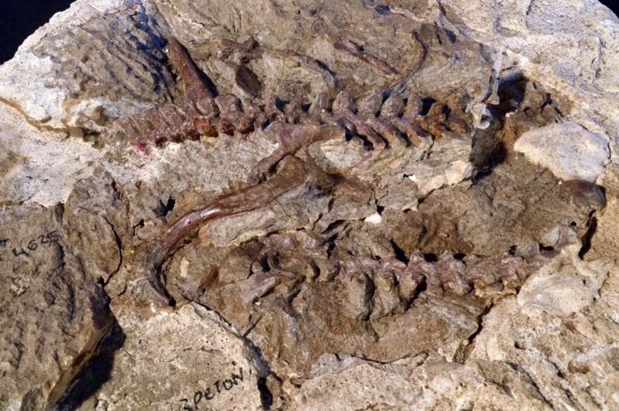 Un esqueleto parcial de Lagerpeton (caderas, piernas y vértebras) de unos 235 millones de años de Argentina. Un examen más detallado de este espécimen ayudó a vincular las características de los lagerpetidos a los pterosaurios.