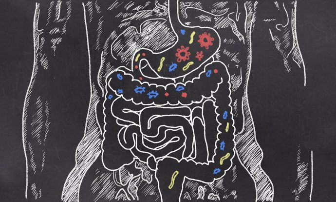 Probióticos, intestino