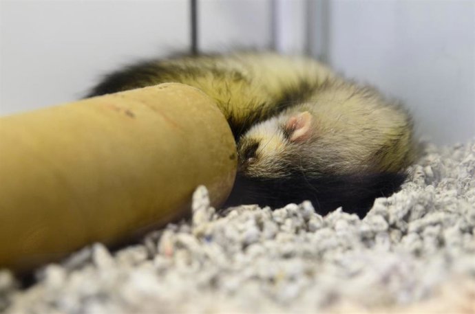 Imagen de un hurón (Archivo)