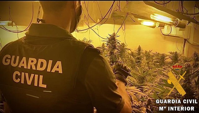 Almería.- Sucesos.- Dos detenidos con un cultivo de 360 plantas de marihuana en una vivienda de Roquetas