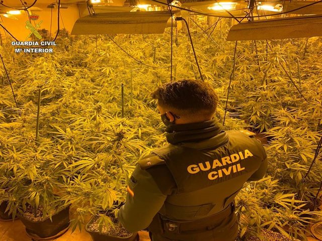 Plantas de marihuana intervenidas