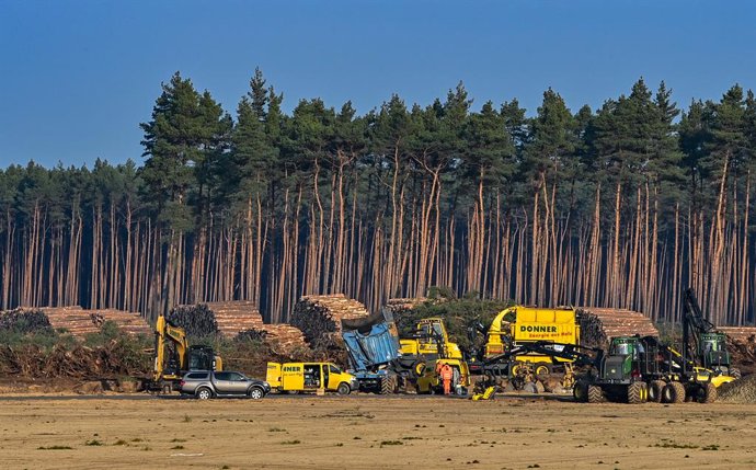 Tala de árboles en la planta de Tesla de Alemania. 