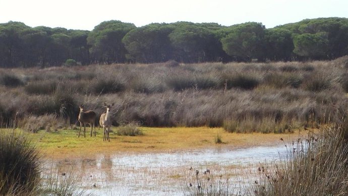Nota De La Consejería De Agricultura, Ganadería, Pesca Y Desarrollo Sostenible (Comité Andaluz De Humedales)