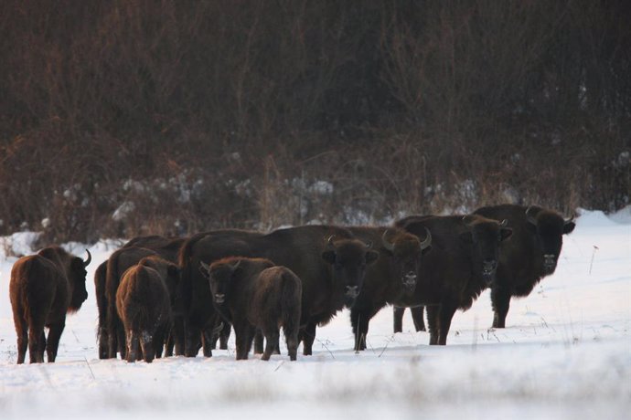 Bisontes europeos. Especies Amenazadas. Resilvestramiento. Cárpatos. 