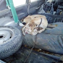 Una galga con sus cachorros atada al maletero de un coche en Xixona