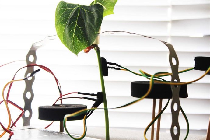 Un estudio liderado por investigadores UMU arroja luz sobre la inteligencia de las plantas