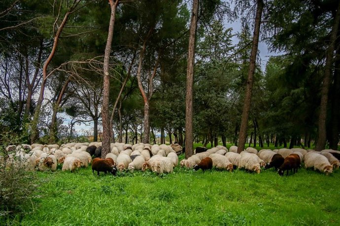 Un rebaño de ovejas pasta en Ciudad Universitaria durante su camino de vuelta  a la Casa de Campo, en Madrid (España)