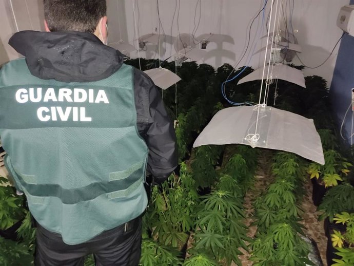 Operación de la Guardia Civil contra el cultivo de marihuana
