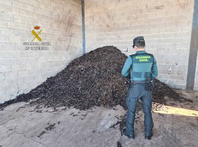 Uno de los agentes de la Guardia Civil que investiga el robo de 7.500 kilos de algarrobas en Montuiri.