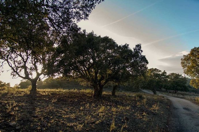 Sierra de la Mosca en Cáceres