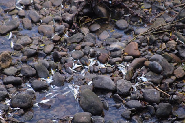 Peces aparecidos muertos en el río Alhama en Alfaro