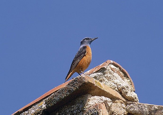 Roquero rojo, una de las especies de aves de montaña que sufren regresión por el cambio climático y el cambio de uso de suelo que afecta a las montañas.