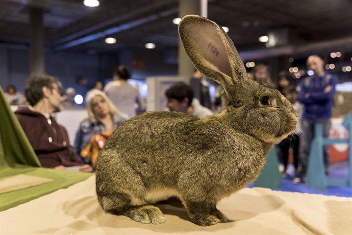 100X100 Mascota 2020 On Line