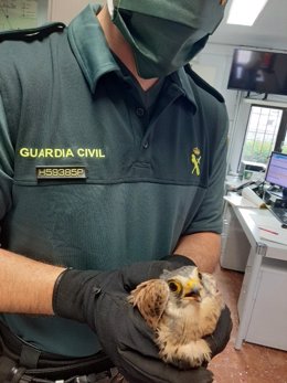 Un agente de la Guardia Civil con un cernícalo