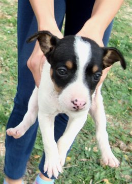 Imagen de archivo de un perro