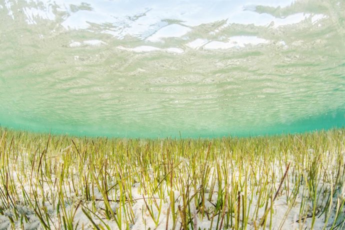 Praderas marinas de Cymodocea en el Mar Menor