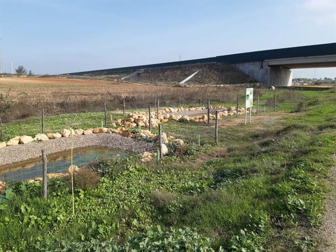 CHG finaliza la recuperación ambiental del tramo bajo del arroyo Riopudio a su paso por Coria del Río (Sevilla)