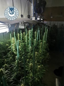 Descubren un cultivo de marihuana con 213 plantas en una habitación de un piso de Villaverde